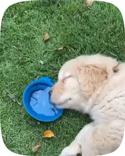 🐶 Стикер «Dogs Videostickers» для Telegram