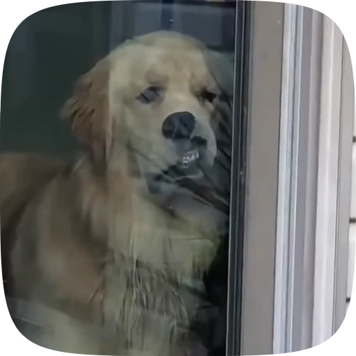 🐶 Стикер «Dogs Videostickers» для Telegram