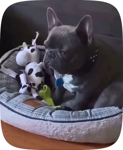🐶 Стикер «Dogs Videostickers» для Telegram