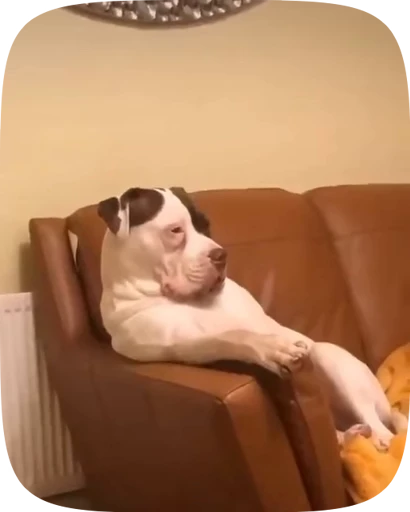 🐶 Стикер «Dogs Videostickers» для Telegram