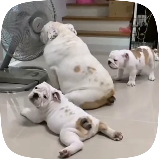 🐶 Стикер «Dogs Videostickers» для Telegram
