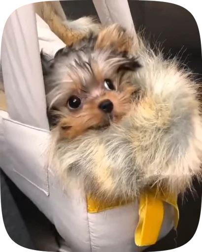 🐶 Стикер «Dogs Videostickers» для Telegram