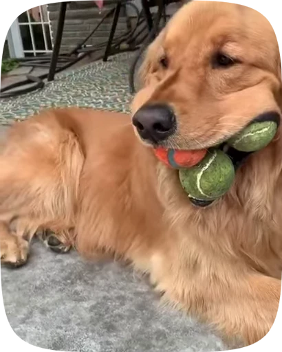 🐶 Стикер «Dogs Videostickers» для Telegram