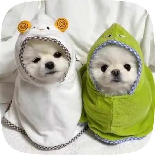 🐶 Стикер «Dogs Videostickers» для Telegram