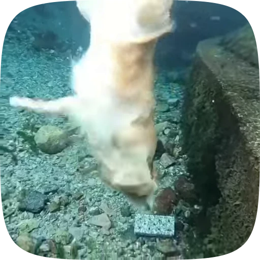 🐶 Стикер «Dogs Videostickers» для Telegram