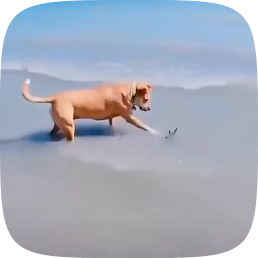 🐶 Стикер «Dogs Videostickers» для Telegram