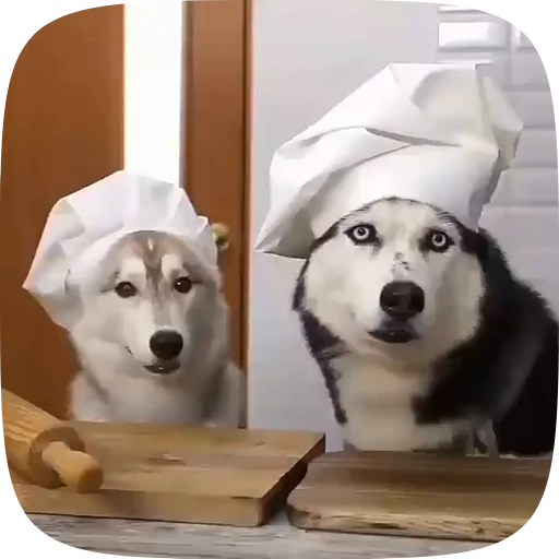 🐶 Стикер «Dogs Videostickers» для Telegram