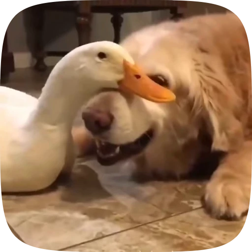 🐶 Стикер «Dogs Videostickers» для Telegram