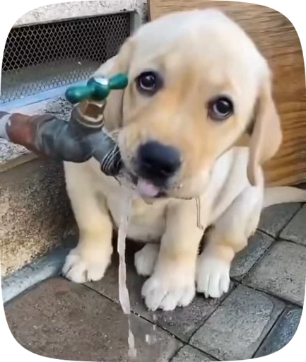 🐶 Стикер «Dogs Videostickers» для Telegram
