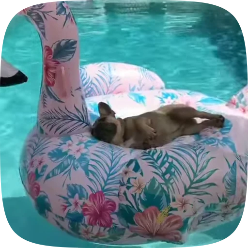🐶 Стикер «Dogs Videostickers» для Telegram