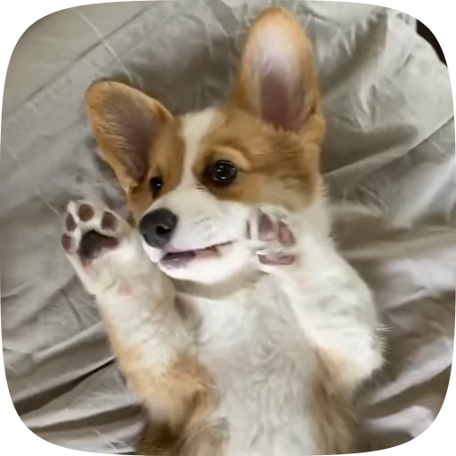 🐶 Стикер «Dogs Videostickers» для Telegram