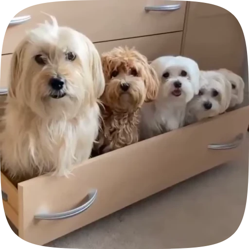 🐶 Стикер «Dogs Videostickers» для Telegram