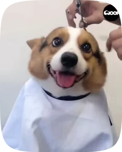 🐶 Стикер «Dogs Videostickers» для Telegram