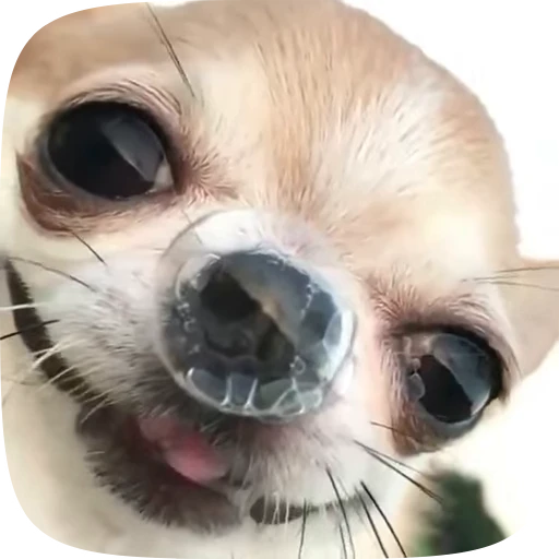 🐶 Стикер «Dogs Videostickers» для Telegram
