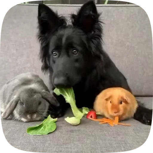 🐶 Стикер «Dogs Videostickers» для Telegram