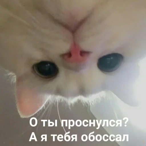 😽 Стикер «dolbostiki» для Telegram