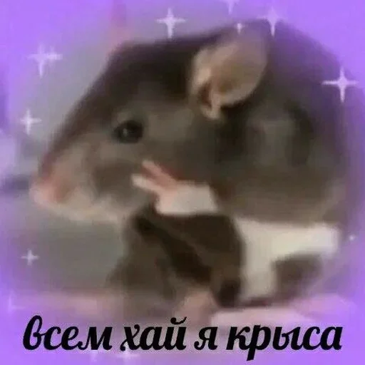🐀 Стикер «dolbostiki» для Telegram