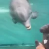 Стикер 9 Дельфины