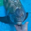 Стикер 10 Дельфины