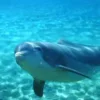 Стикер 6 Дельфины
