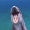 Стикер 3 Дельфины