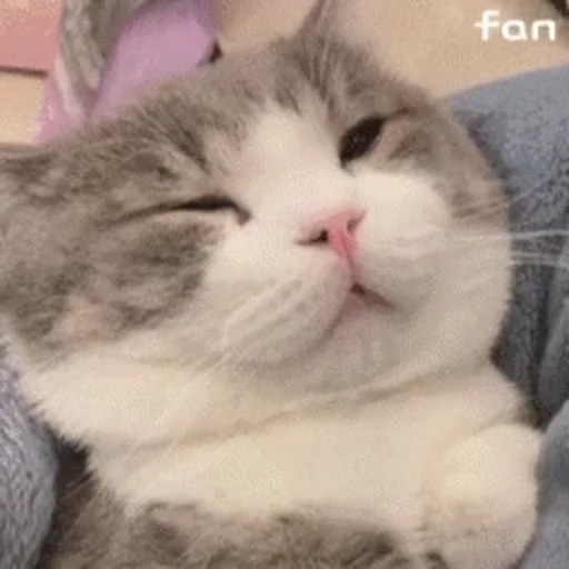😸 Стикер «禁止瞪猫猫» для Telegram