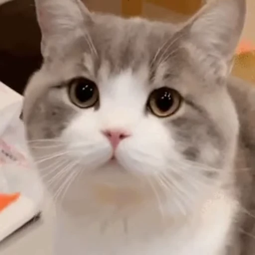 👅 Стикер «禁止瞪猫猫» для Telegram