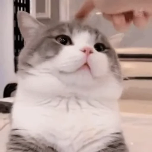 👇 Стикер «禁止瞪猫猫» для Telegram