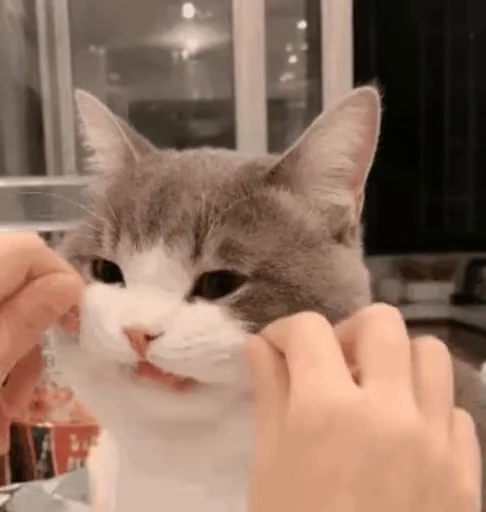 😸 Стикер «禁止瞪猫猫» для Telegram