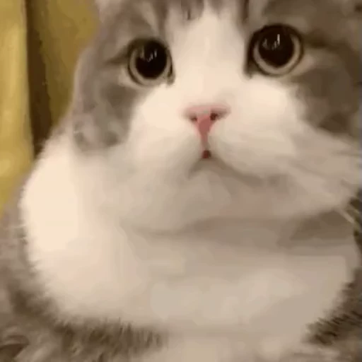 🚶‍♀️ Стикер «禁止瞪猫猫» для Telegram