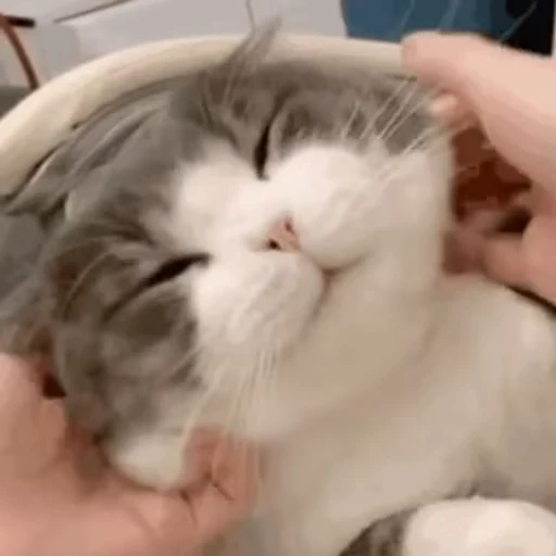 🐷 Стикер «禁止瞪猫猫» для Telegram