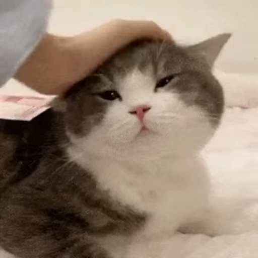 🖐 Стикер «禁止瞪猫猫» для Telegram