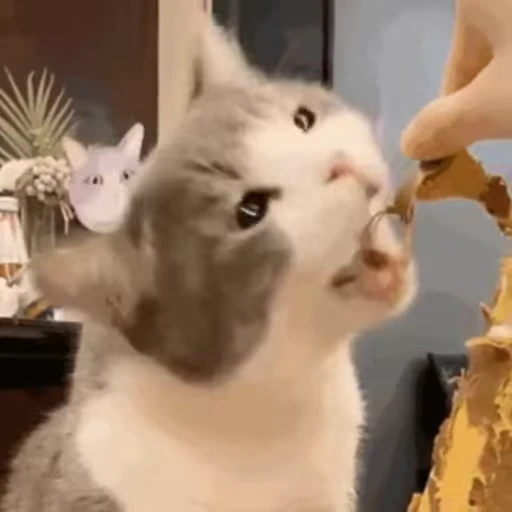 🤚 Стикер «禁止瞪猫猫» для Telegram