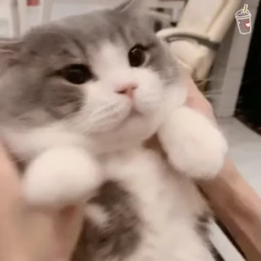 🤯 Стикер «禁止瞪猫猫» для Telegram