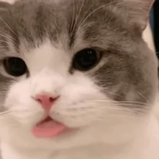 😝 Стикер «禁止瞪猫猫» для Telegram