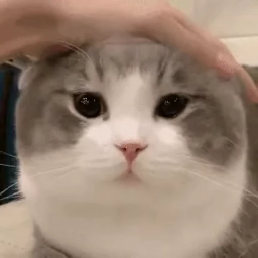 🥴 Стикер «禁止瞪猫猫» для Telegram