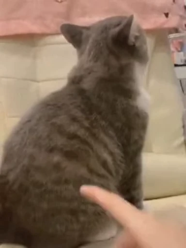 😡 Стикер «禁止瞪猫猫» для Telegram