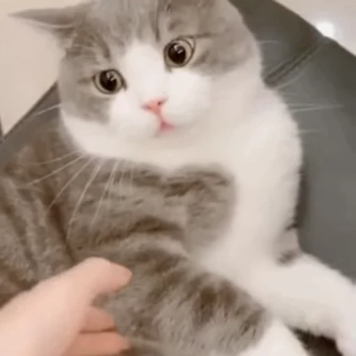 😠 Стикер «禁止瞪猫猫» для Telegram