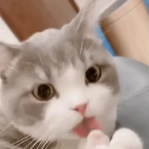 😛 Стикер «禁止瞪猫猫» для Telegram