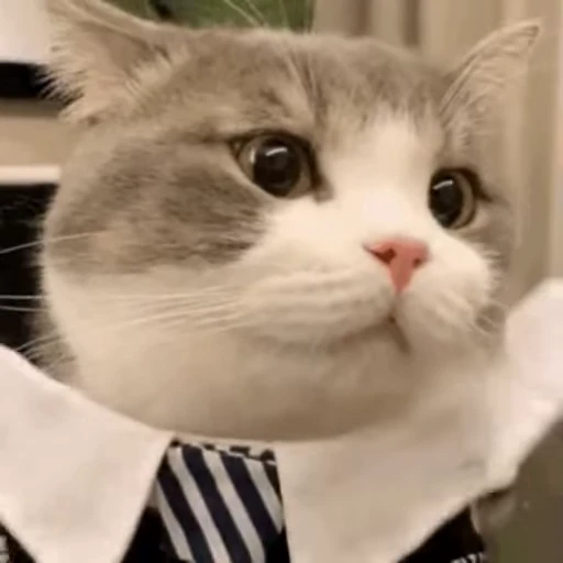🍚 Стикер «禁止瞪猫猫» для Telegram