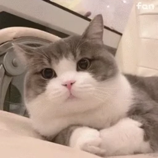 🚼 Стикер «禁止瞪猫猫» для Telegram