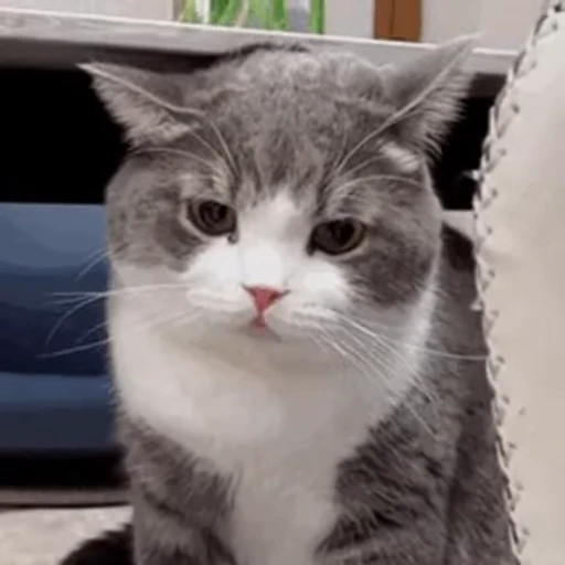 🤬 Стикер «禁止瞪猫猫» для Telegram