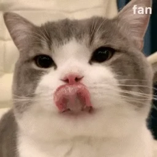 😋 Стикер «禁止瞪猫猫» для Telegram