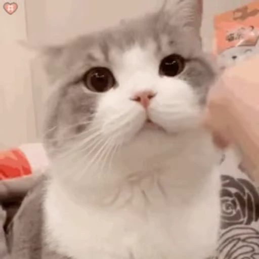 😏 Стикер «禁止瞪猫猫» для Telegram
