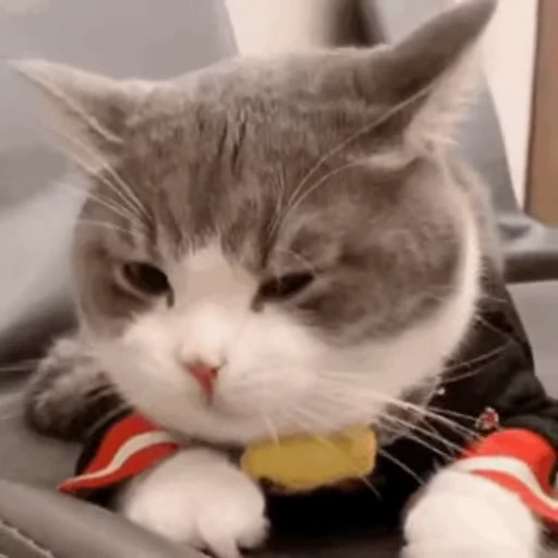 😸 Стикер «禁止瞪猫猫» для Telegram