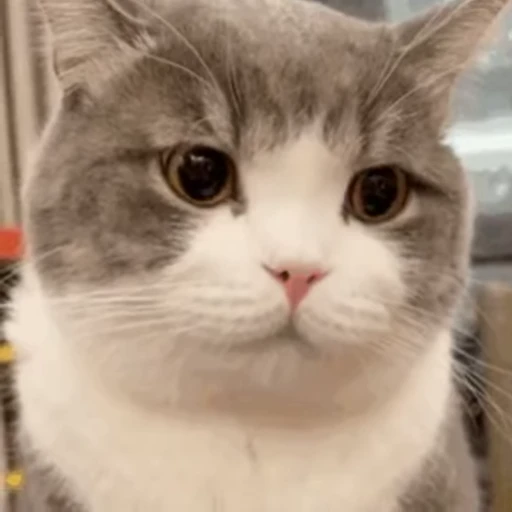 Стикерпак 禁止瞪猫猫 для Telegram