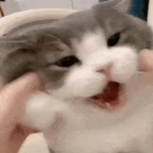 😱 Стикер «禁止瞪猫猫» для Telegram