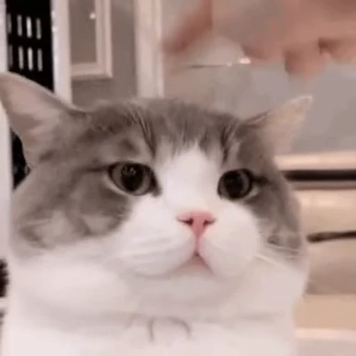 👇 Стикер «禁止瞪猫猫» для Telegram
