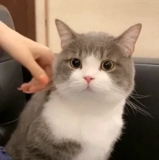 🏃‍♀️ Стикер «禁止瞪猫猫» для Telegram