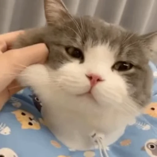 😫 Стикер «禁止瞪猫猫» для Telegram